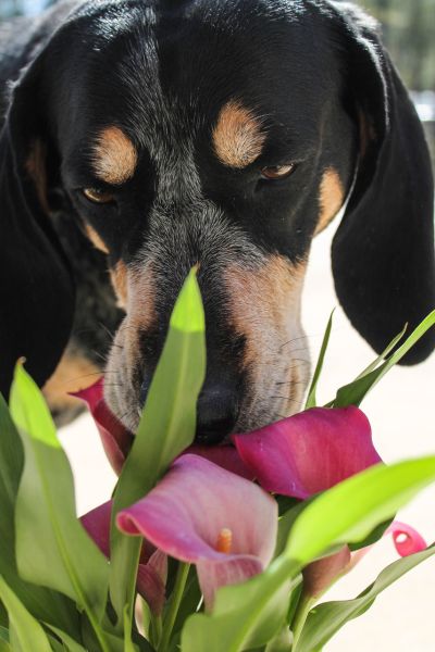 Calla lily sales and dogs